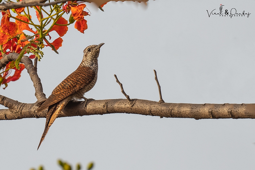 Banded Bay Cuckoo